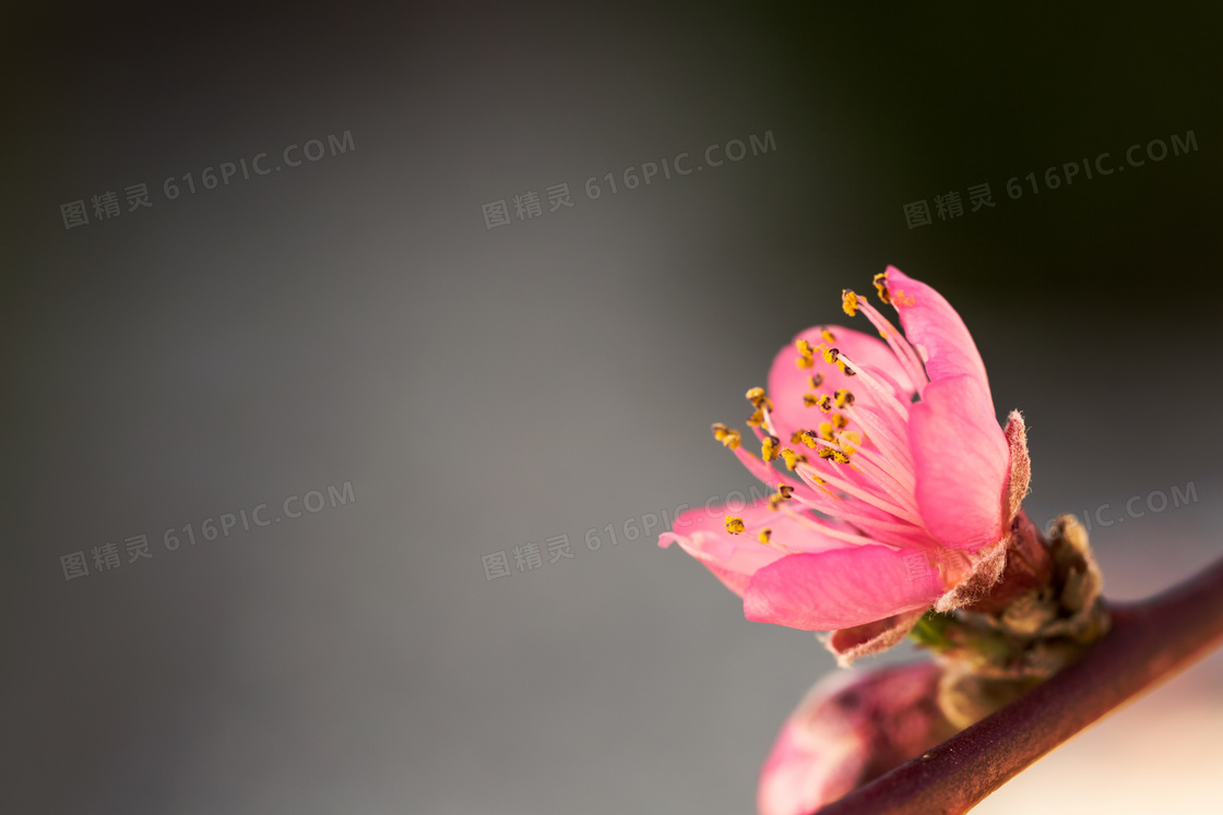 树枝上的一朵红色小花特写高清图片