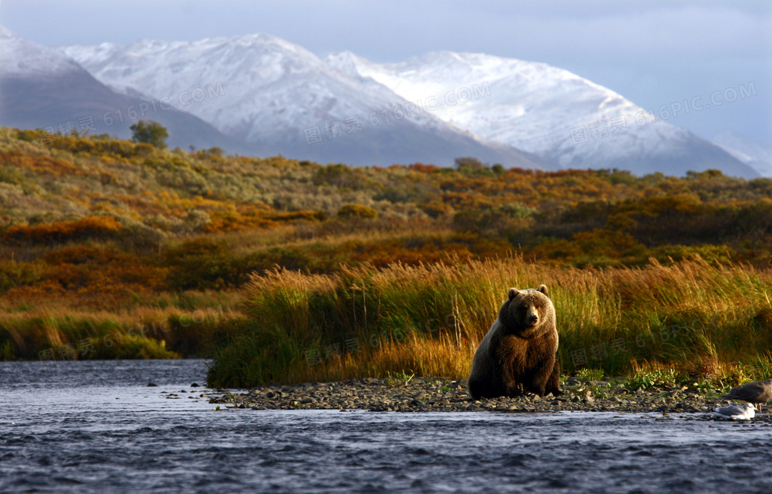 草丛边望着河面的棕熊摄影高清图片