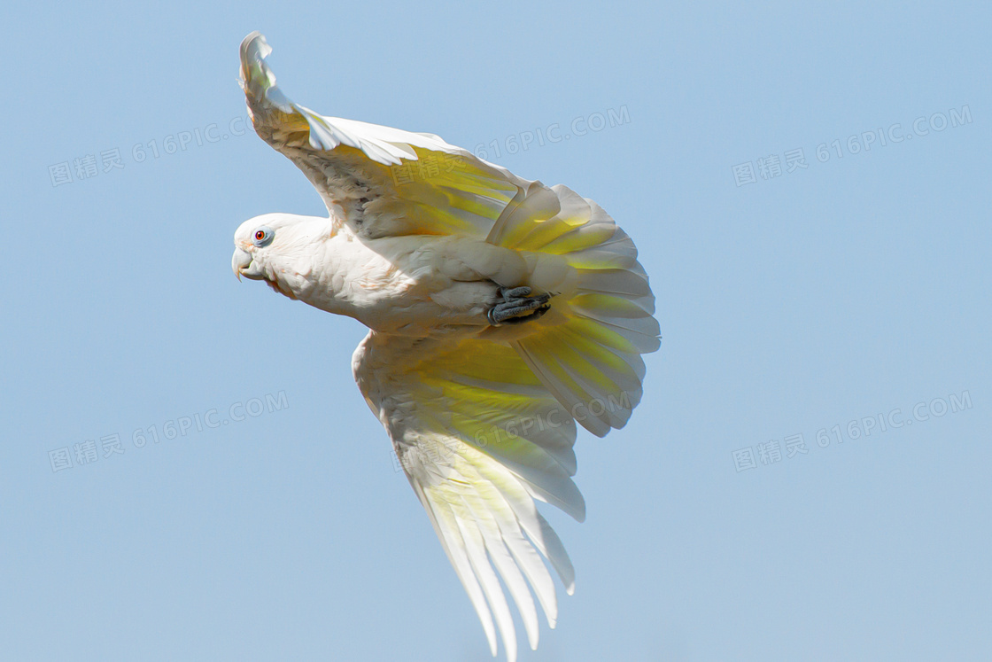 飞翔在空中的白色鹦鹉摄影高清图片