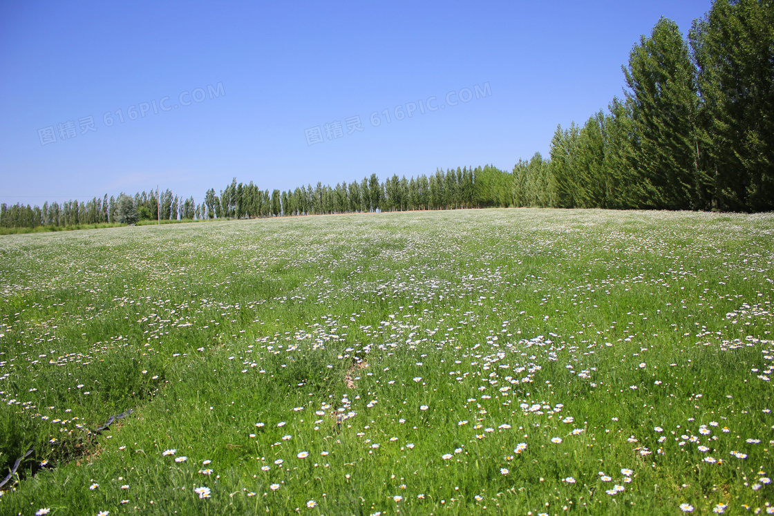 蓝天下的花草和树木摄影图片