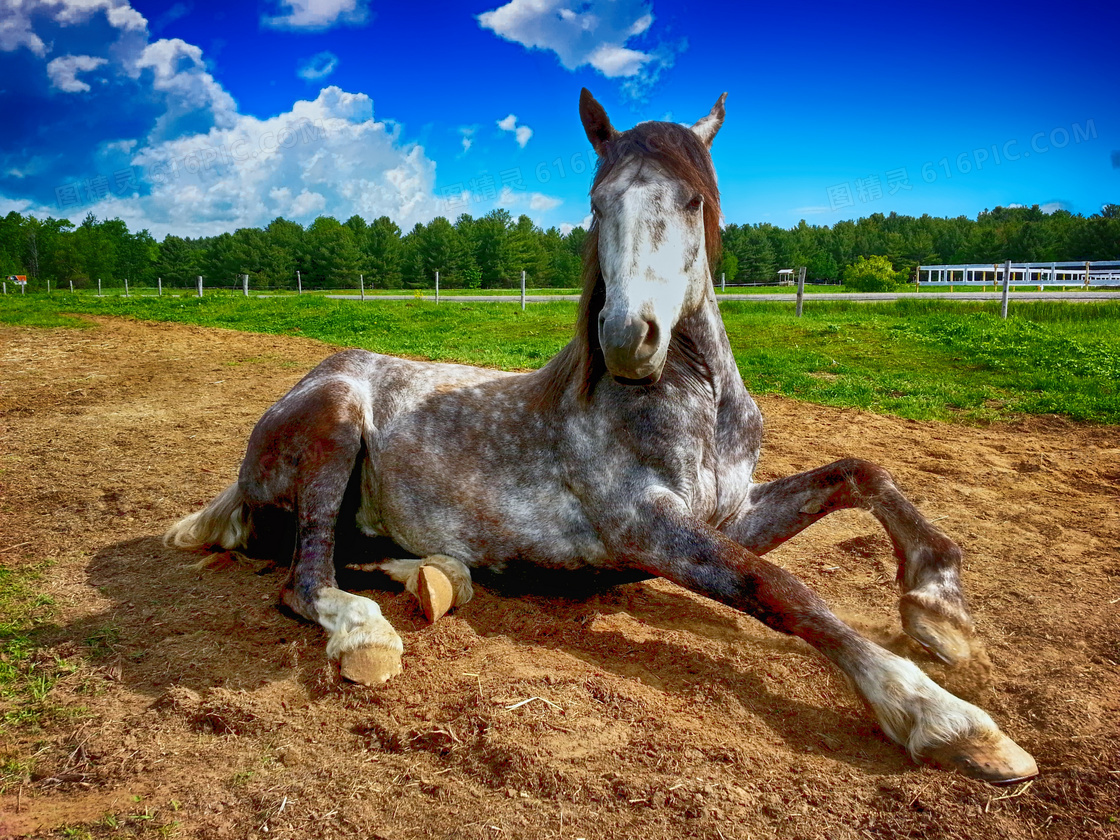 在荒地上卧着的一匹马摄影高清图片