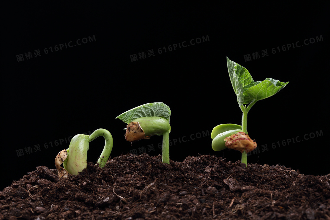 不同生长过程中的植物幼苗高清图片