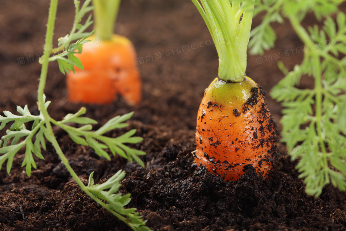 还在土里生长的胡萝卜摄影高清图片