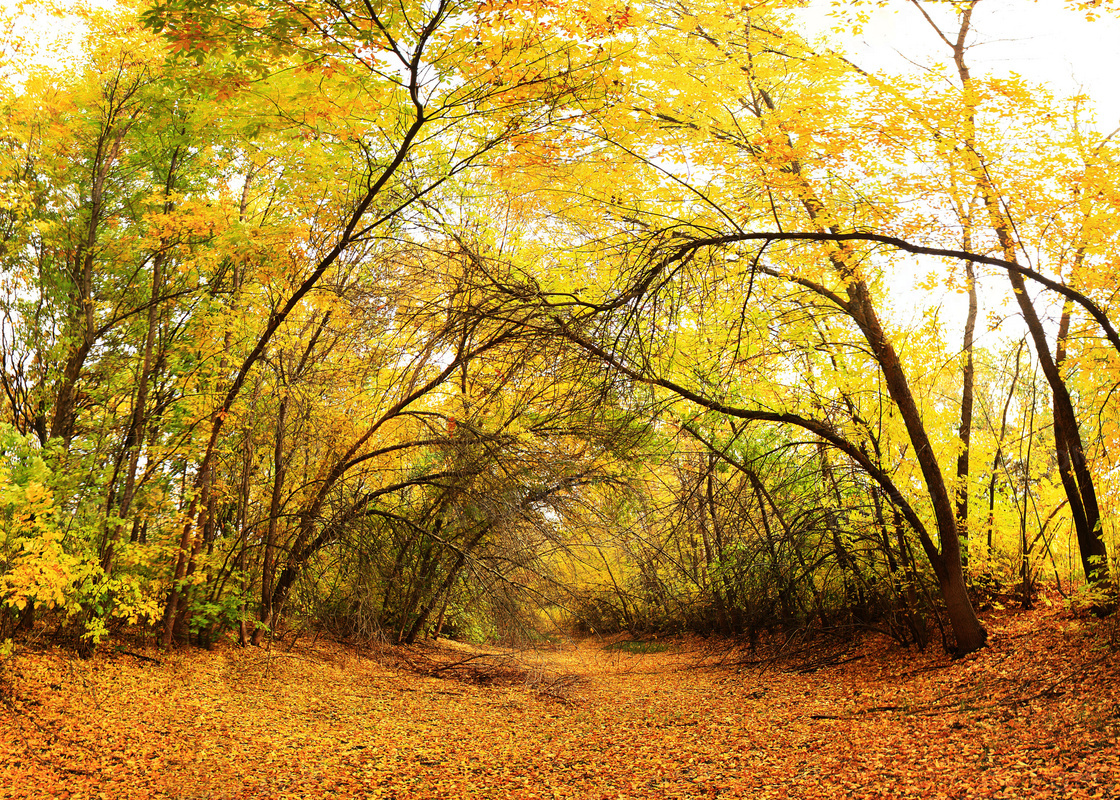 秋季公园美丽的树林景色摄影图片