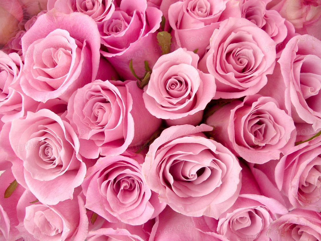 紧凑摆放的粉红玫瑰花摄影高清图片