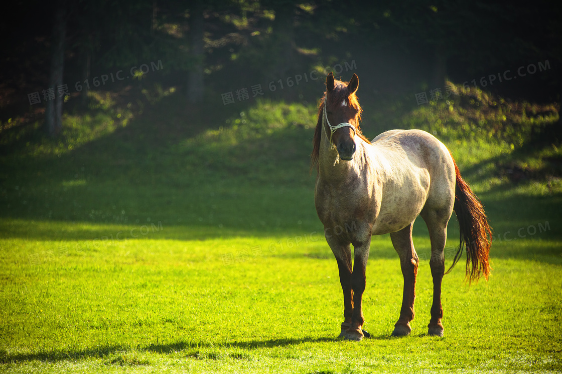 在牧场草地上的一匹马摄影高清图片