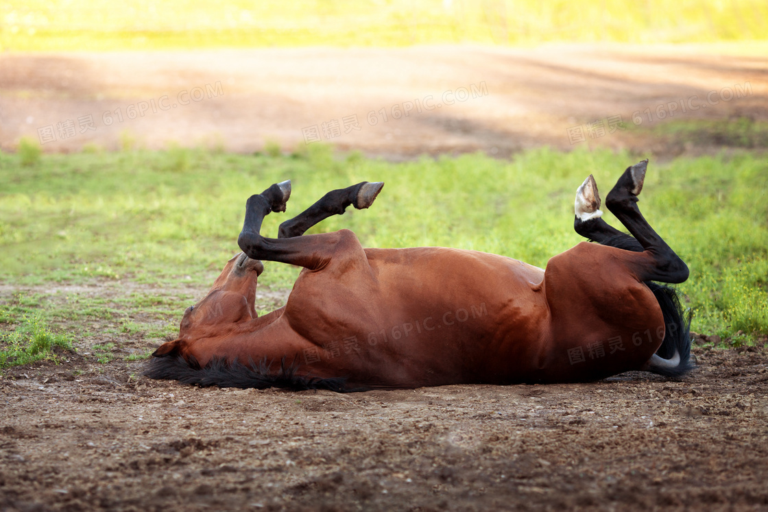 在地上打滚儿的一匹马摄影高清图片
