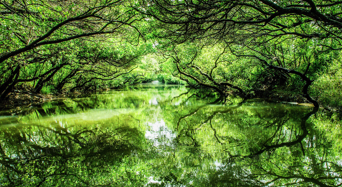 林中绿树和湖泊美景摄影图片