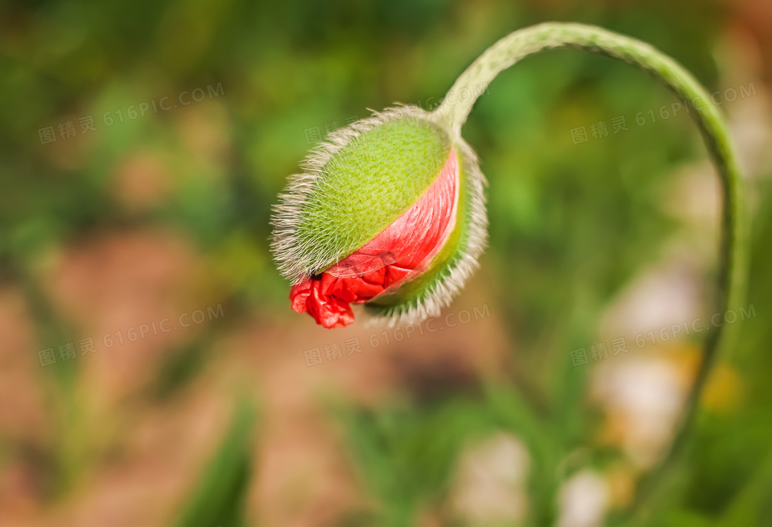 等待绽放的罂粟花花苞特写高清图片
