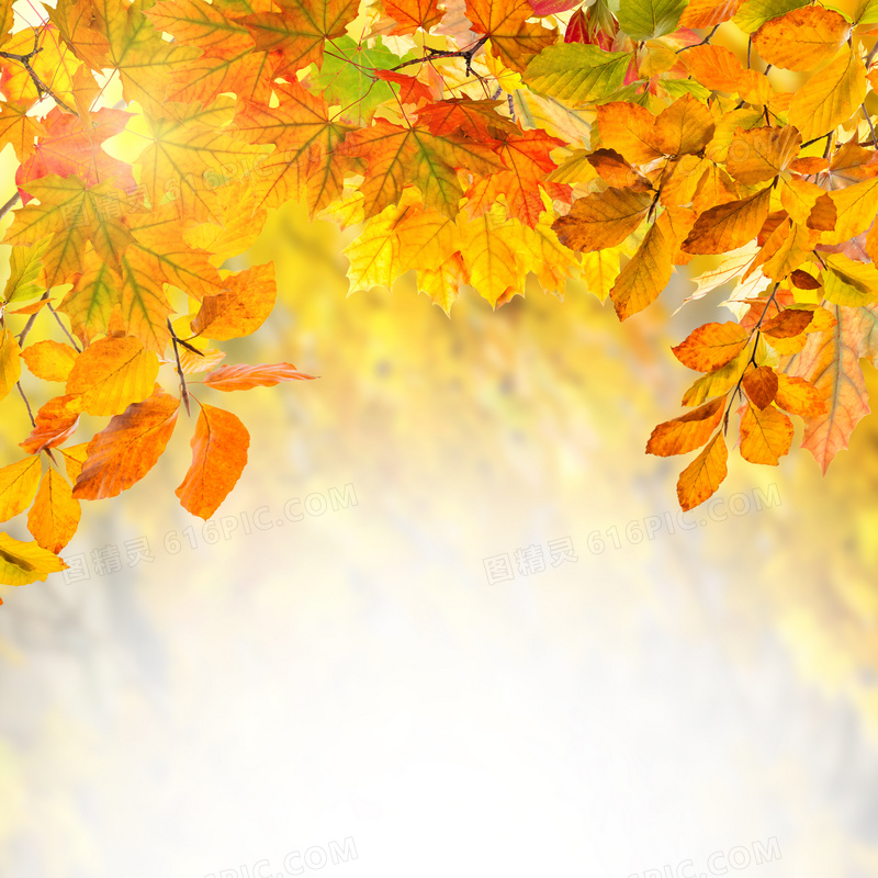 秋天泛黄树叶特写微距摄影高清图片