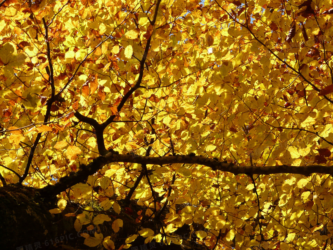 秋天枝头上泛黄的树叶摄影高清图片