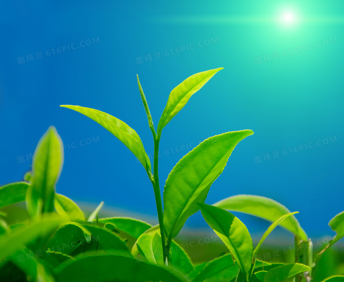 带着嫩芽的嫩绿色茶叶摄影高清图片