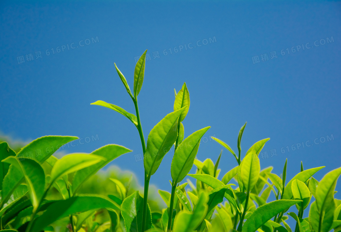 蔚蓝色天空与茶叶特写摄影高清图片