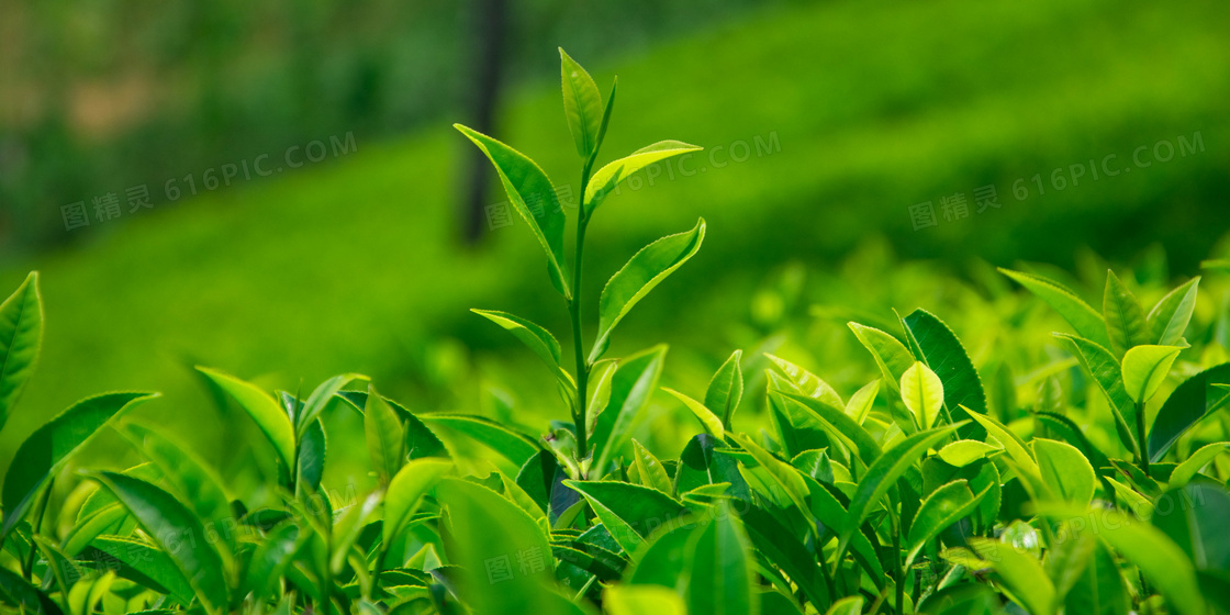 茁壮成长的嫩绿色茶叶摄影高清图片