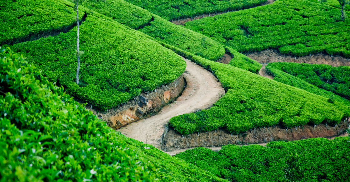 蜿蜒小路与茶叶园风光摄影高清图片