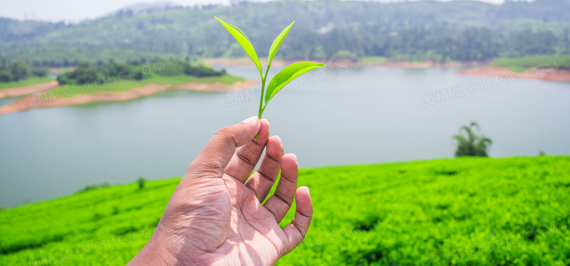 刚采摘下来的一枚茶叶特写高清图片