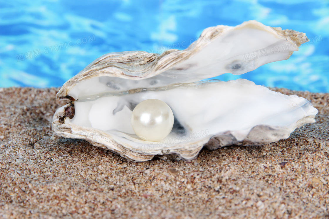 沙滩蚌壳里的珍珠特写摄影高清图片