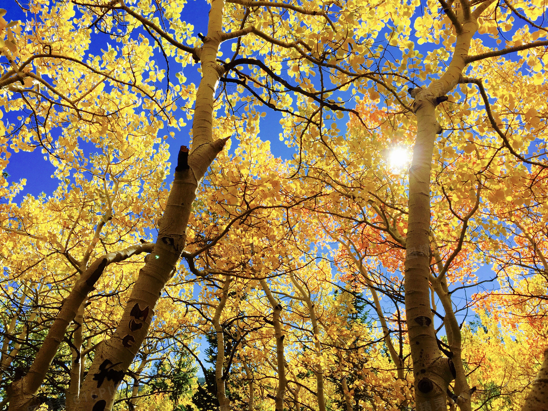蓝天与秋天的大树仰拍摄影高清图片