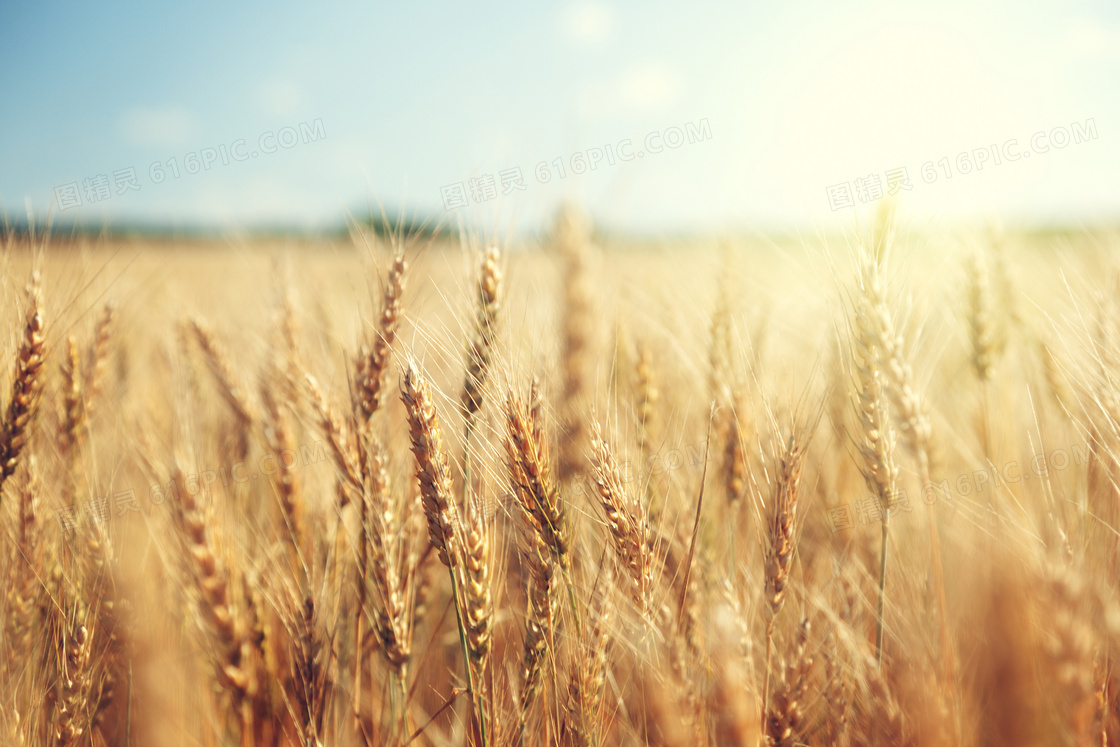 农田小麦麦穗近景微距摄影高清图片