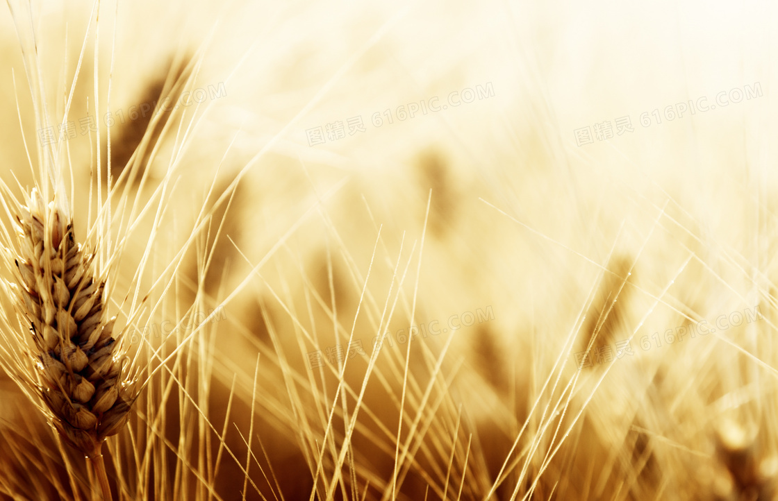锋芒毕现的小麦穗近景摄影高清图片