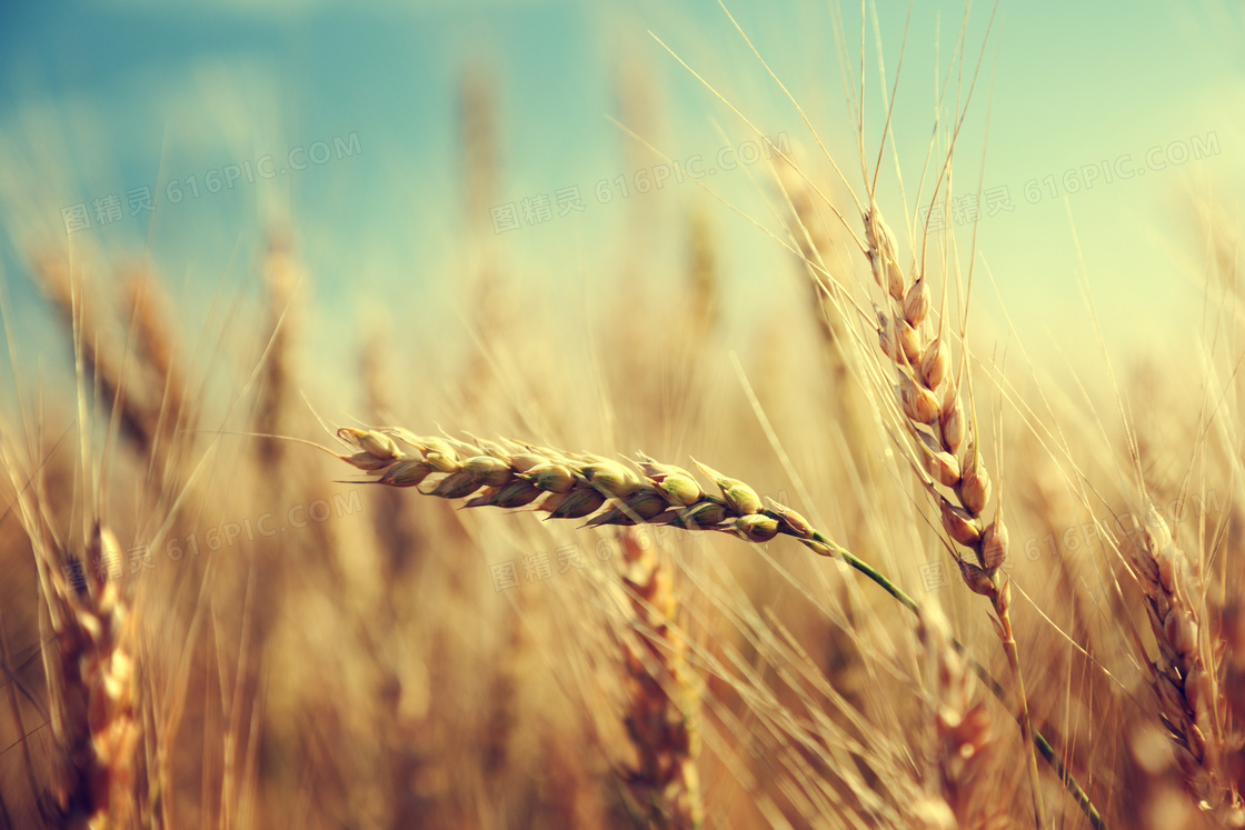 在茁壮生长的小麦微距摄影高清图片