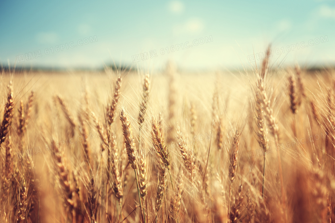 在农田里的成熟小麦穗摄影高清图片