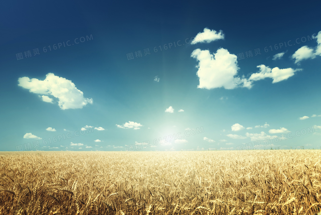 朵朵白云与小麦田风光摄影高清图片