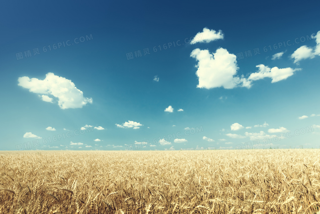 天空云朵与成熟的小麦摄影高清图片