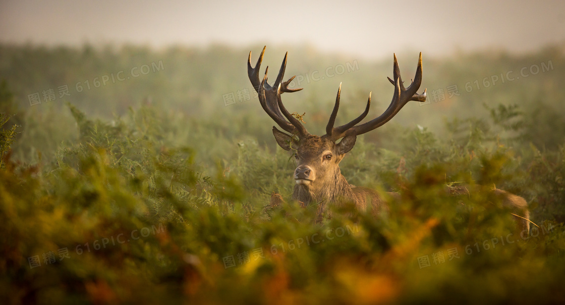 躲藏在灌木丛中的红鹿摄影高清图片