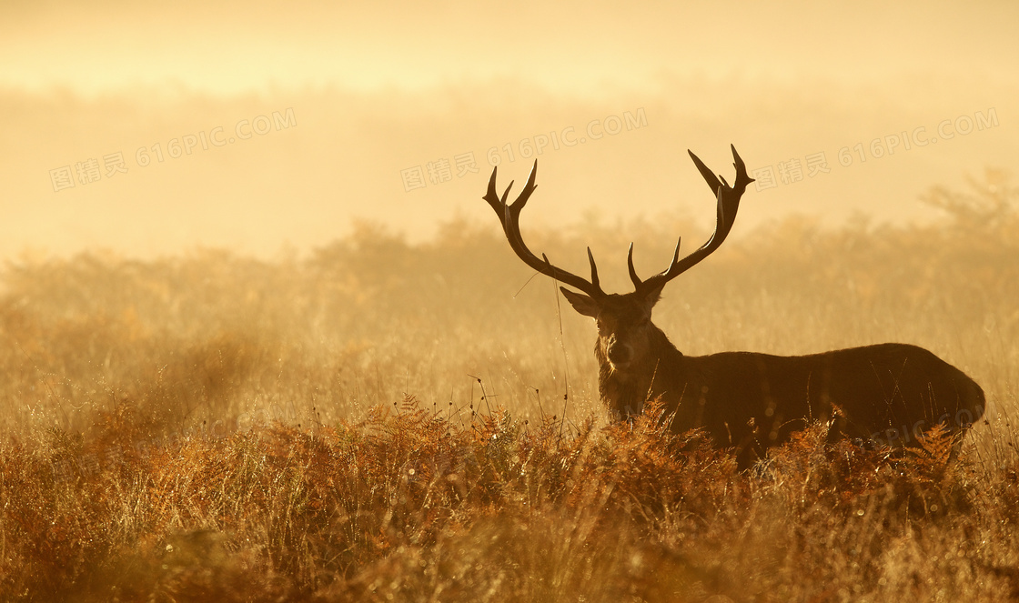 游走草丛中的红鹿近景摄影高清图片