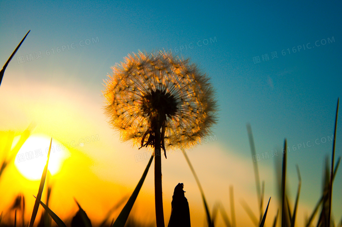 夕阳西下的蒲公英微距特写摄影图片