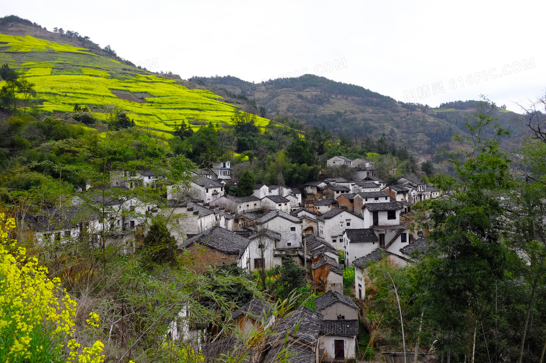 山坡油菜花地和村落摄影图片