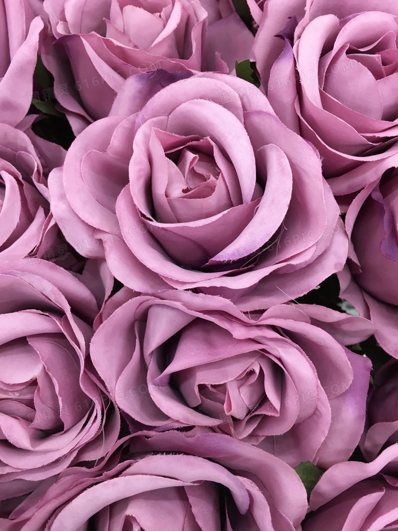 紫颜色的玫瑰花朵特写摄影高清jpg图片免费下载 编号vdphy48ov 图精灵
