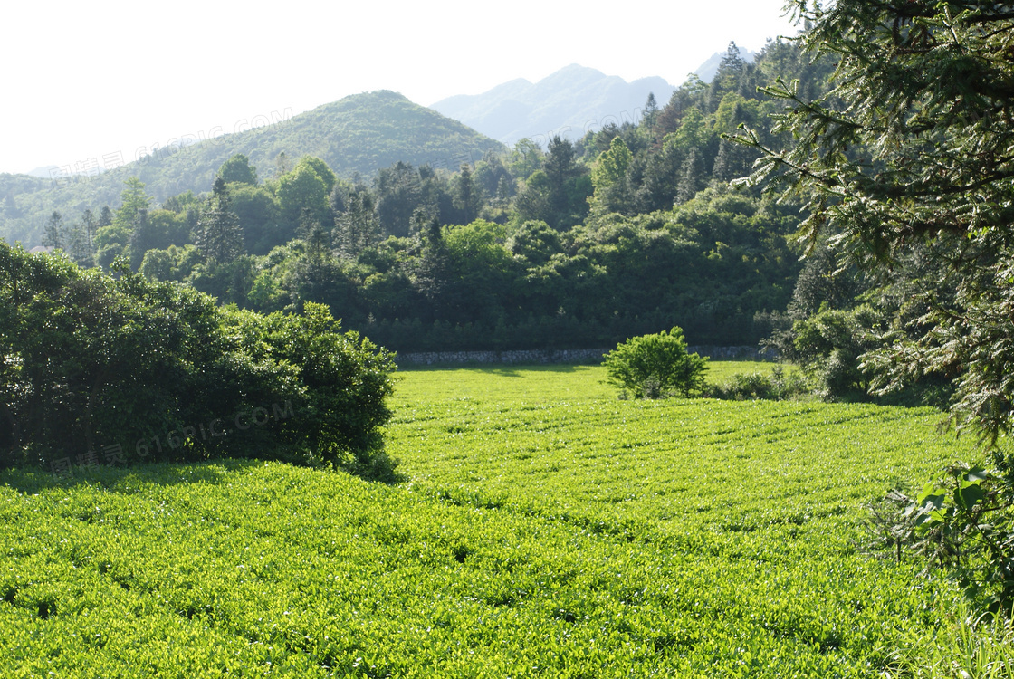 云台山山间茶园摄影图片