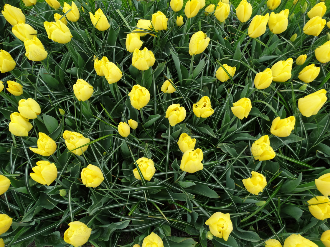 黄色的郁金香花丛特写摄影高清图片