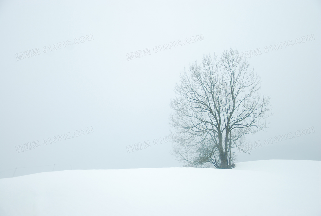 树木与白皑皑的积雪等摄影高清图片