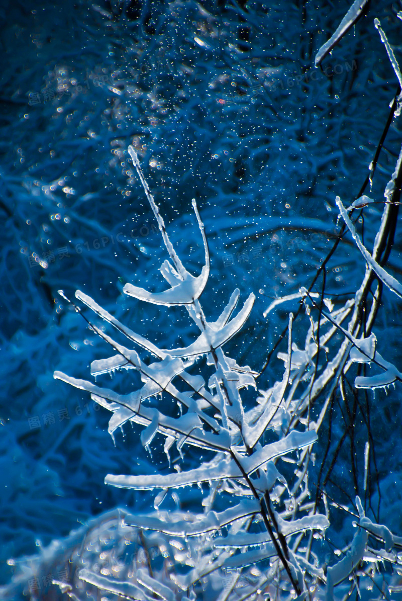 挂着冰雪的树枝等近景特写高清图片