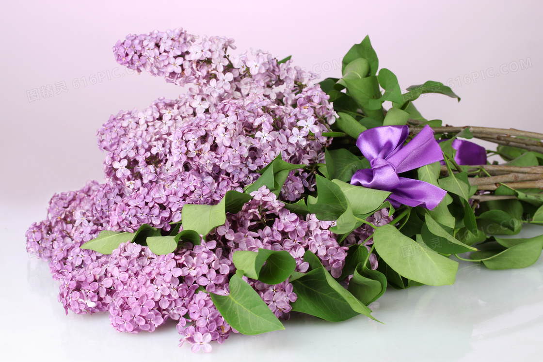 系紫色蝴蝶结的丁香花摄影高清图片