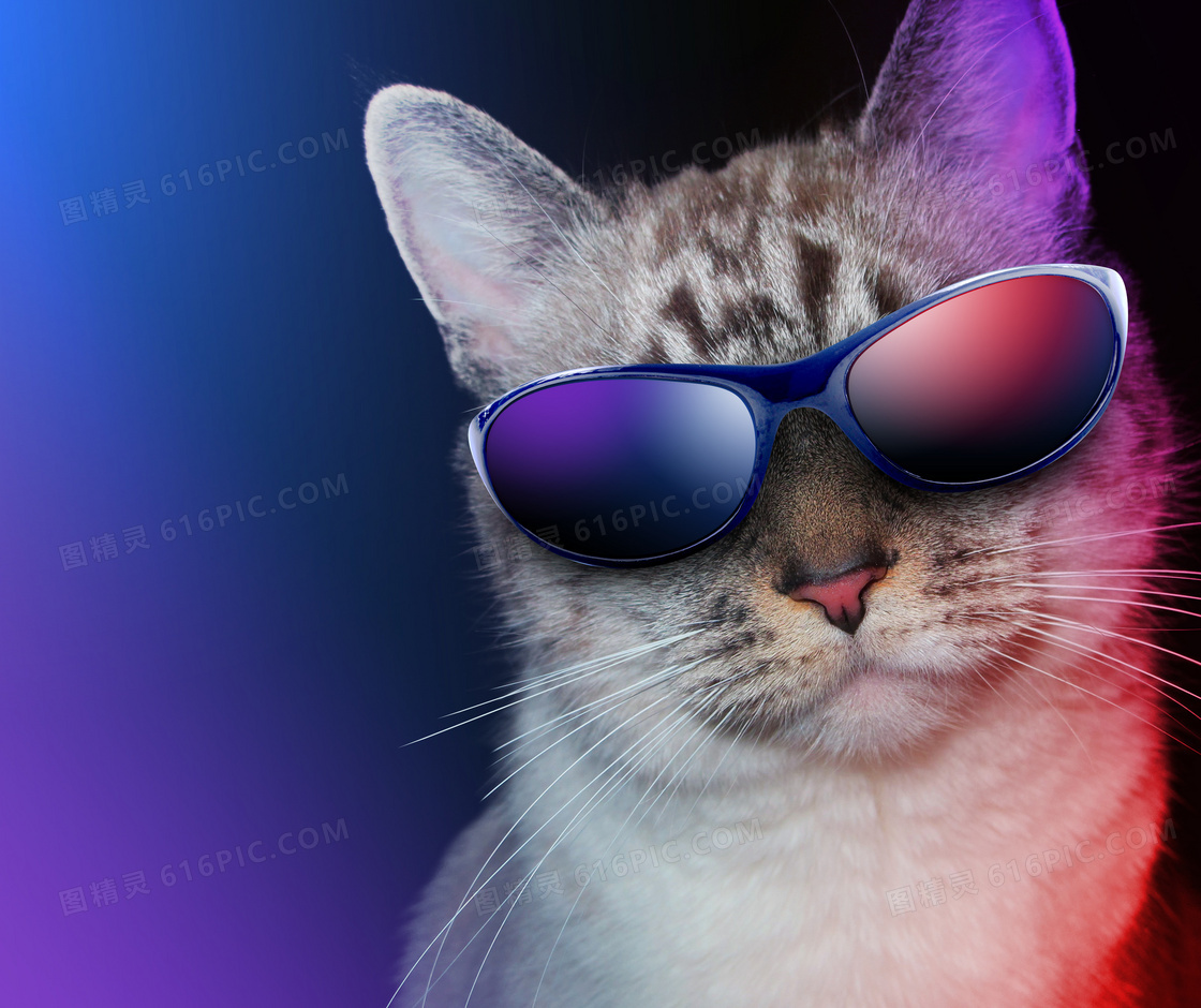 戴着眼镜装酷的猫星人摄影高清图片