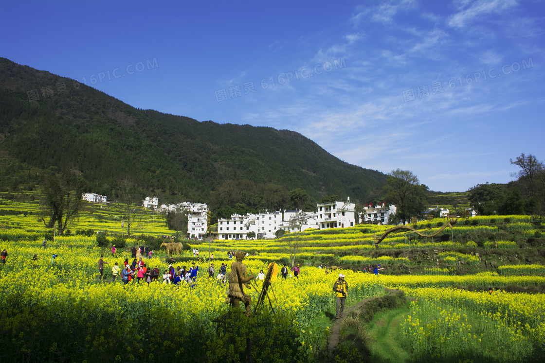 婺源农家美丽油菜花地摄影图片