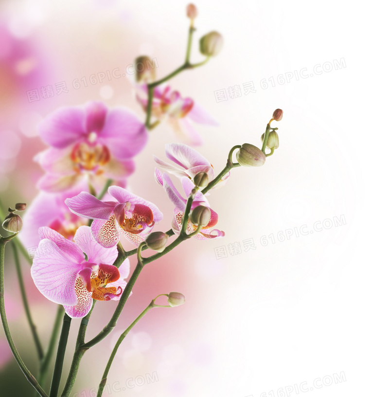 粉红色的兰花植物特写摄影高清图片