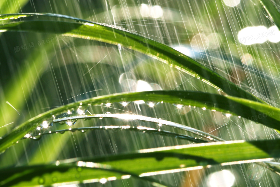 打在绿叶上的雨水近景摄影高清图片