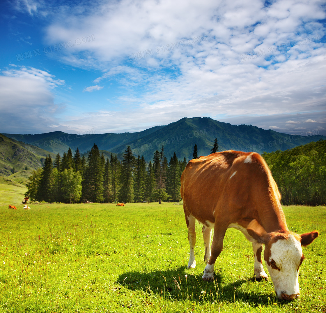 Free Images : nature, grass, meadow, wildlife, horn, green, cow, herd ...