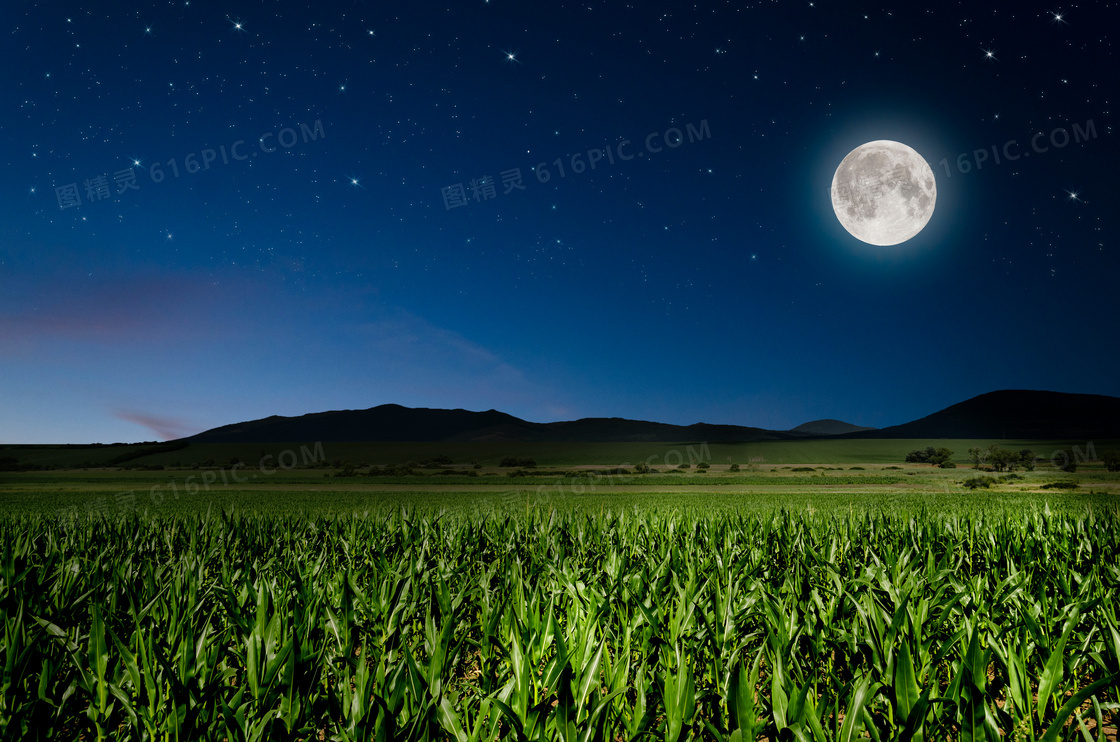 夜空圆月与玉米地作物摄影高清图片