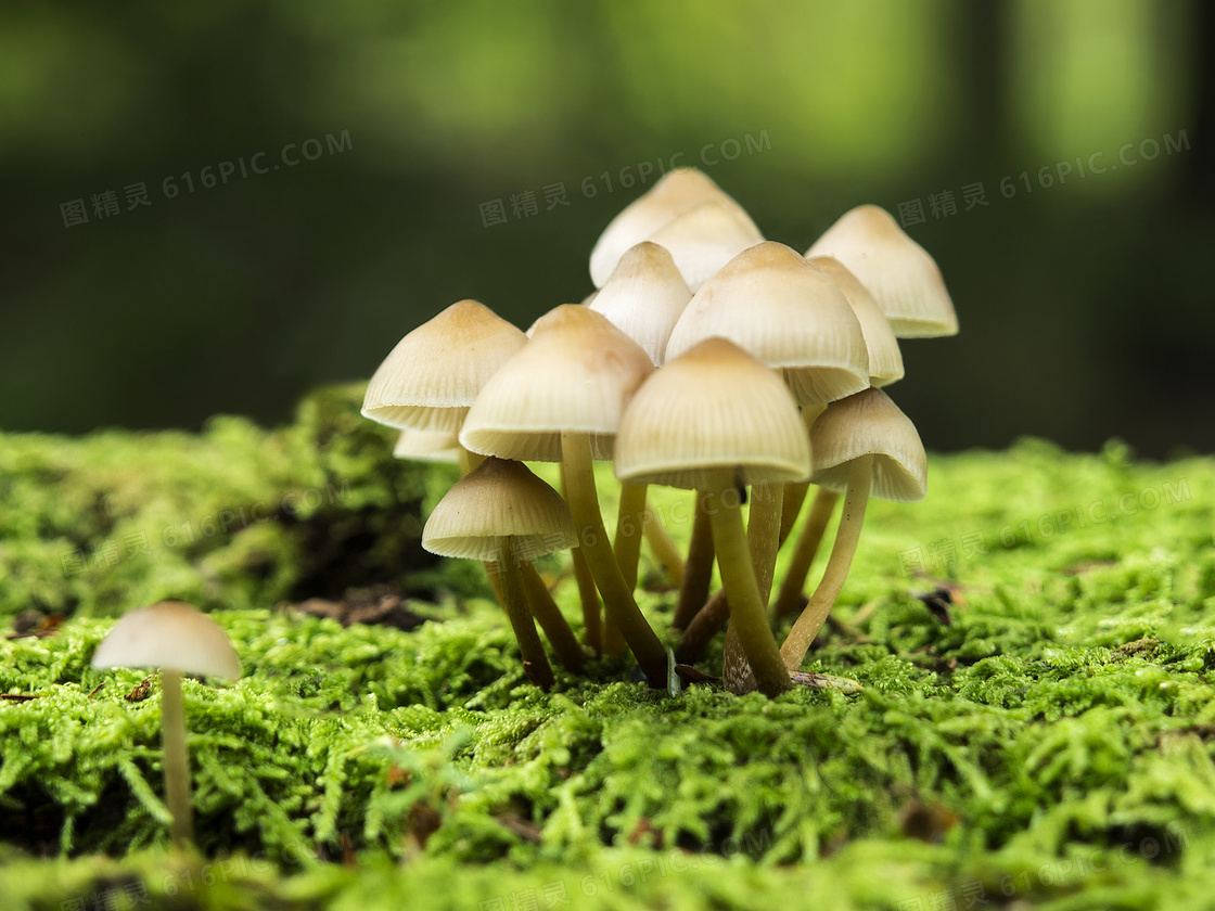 野外蘑菇特写摄影图片