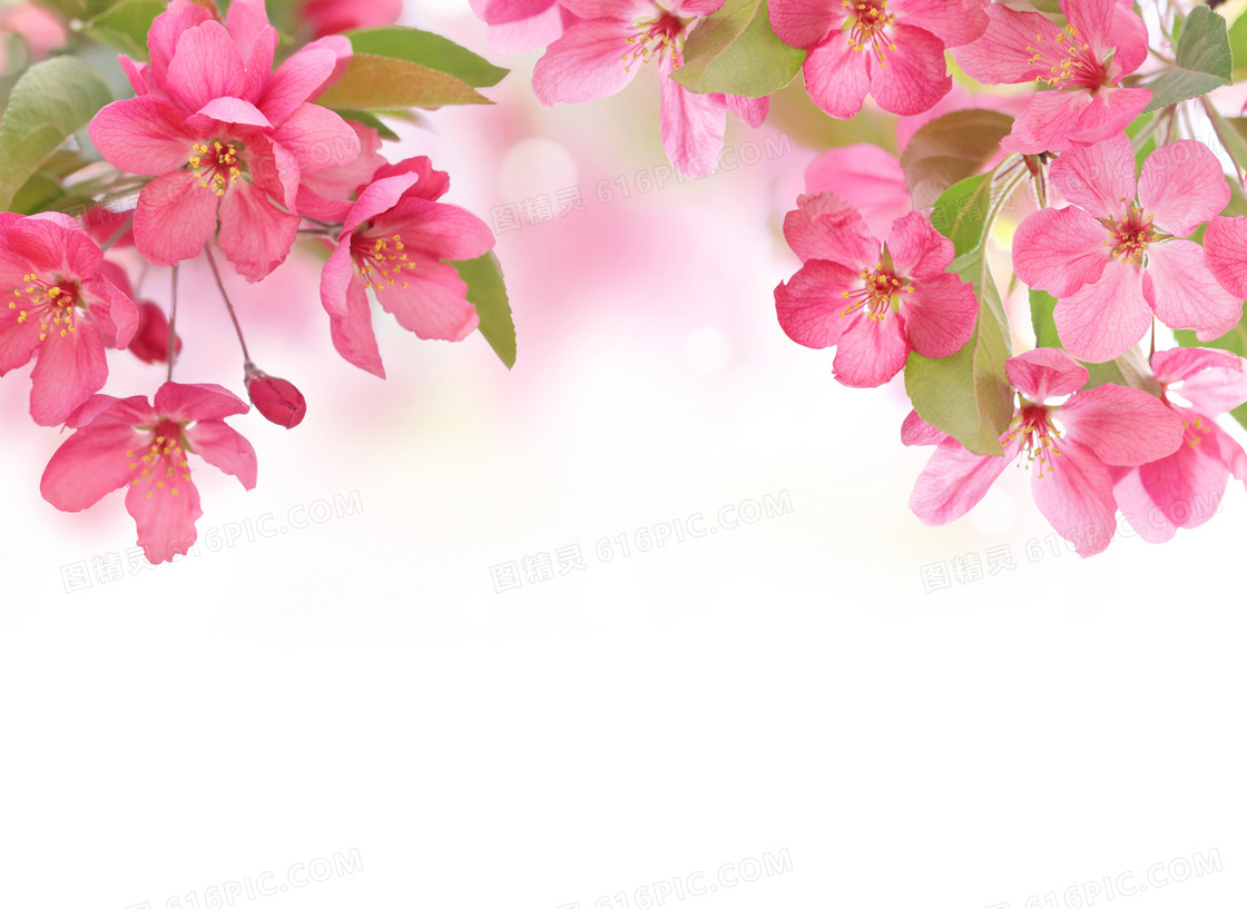 粉红色的花枝近景特写摄影高清图片