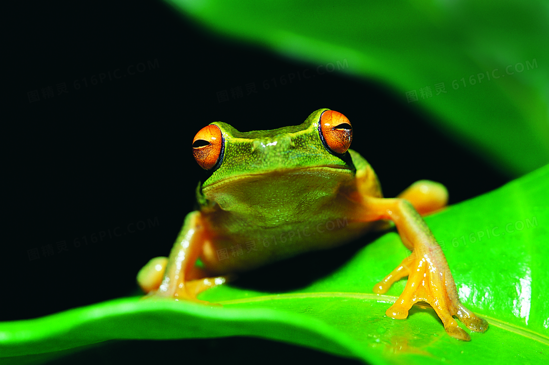 在绿叶上的一只小青蛙摄影高清图片