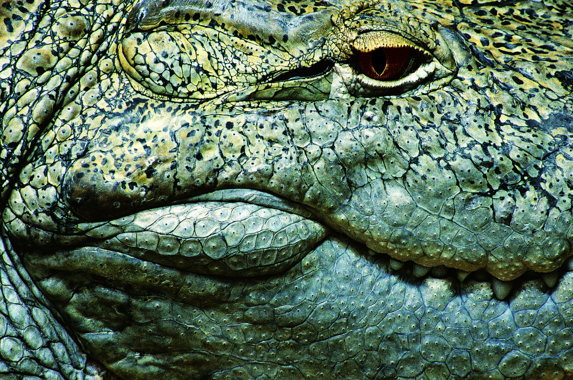 凶猛鳄鱼头部近景特写摄影高清图片