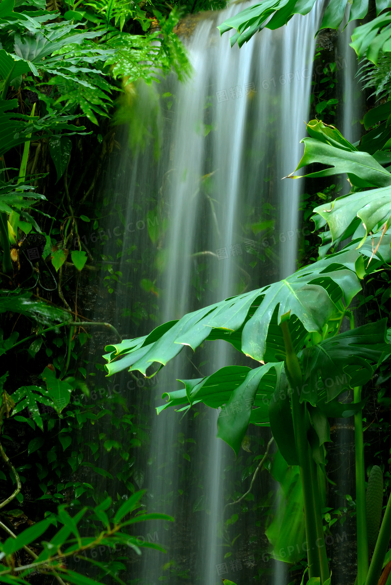 植物绿叶映衬下的瀑布摄影高清图片