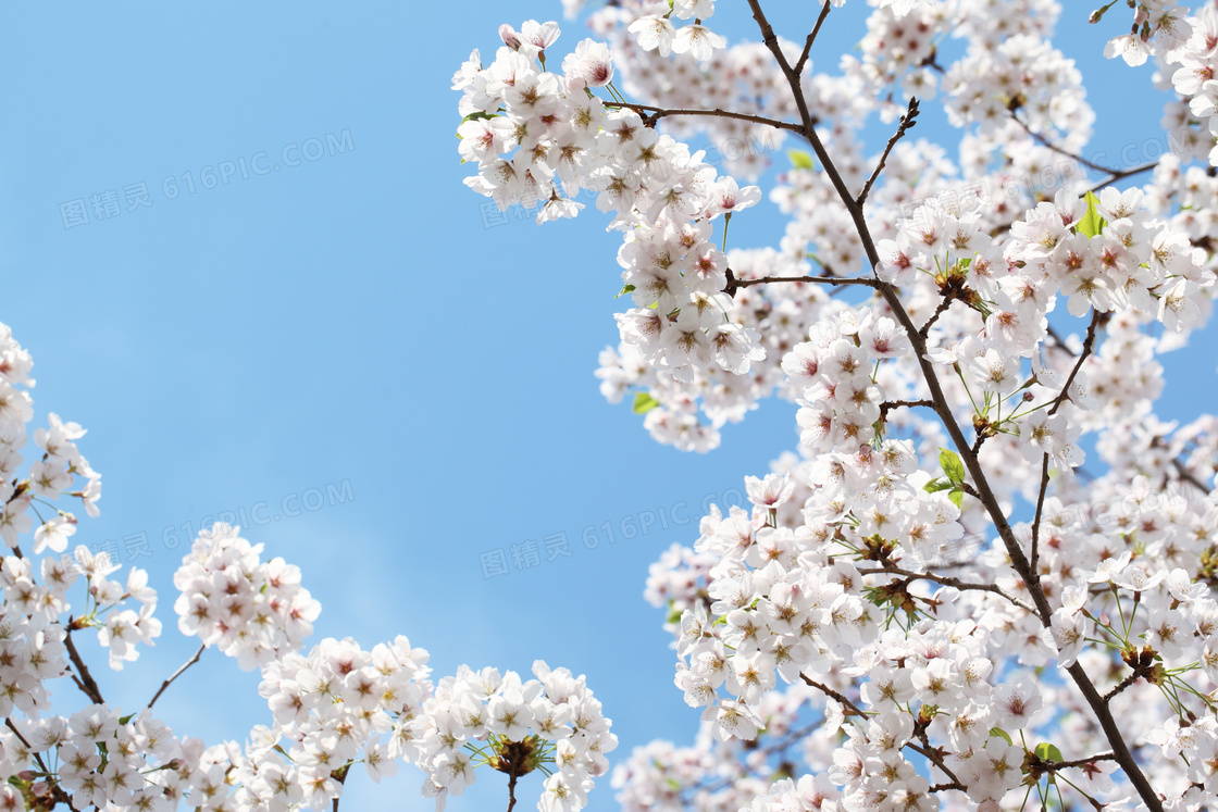 樱花花枝摄影图片